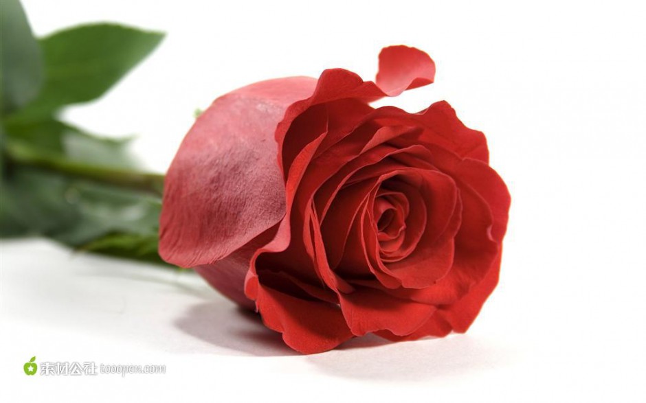 点击大图看下一张：一支火红的玫瑰花特写图片