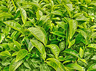 绿色植物背景图素材分享