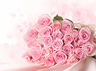唯美的一束粉色玫瑰花图片
