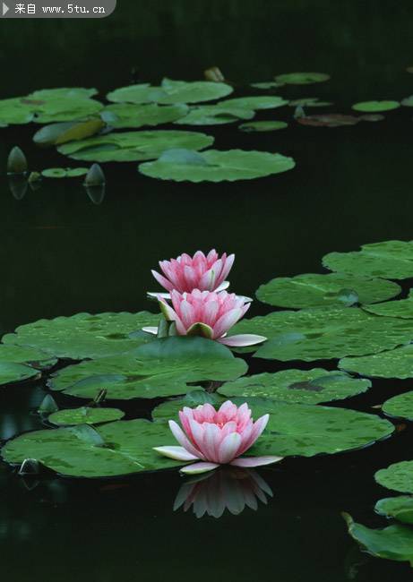 点击大图看下一张：池中粉红莲花摄影图片