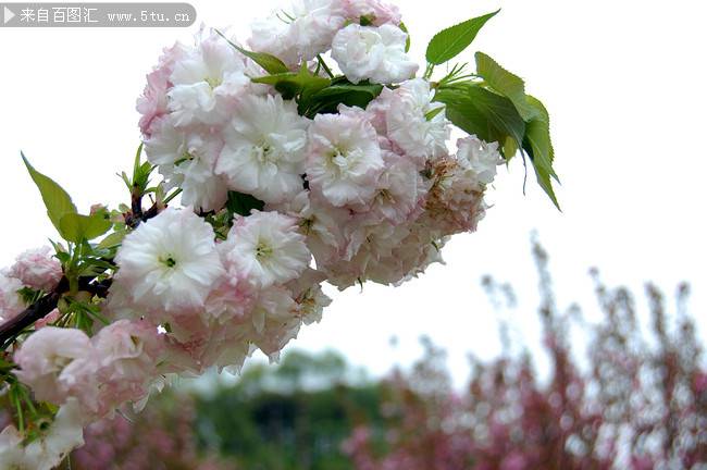 点击大图看下一张：春天清新粉嫩樱花摄影图片