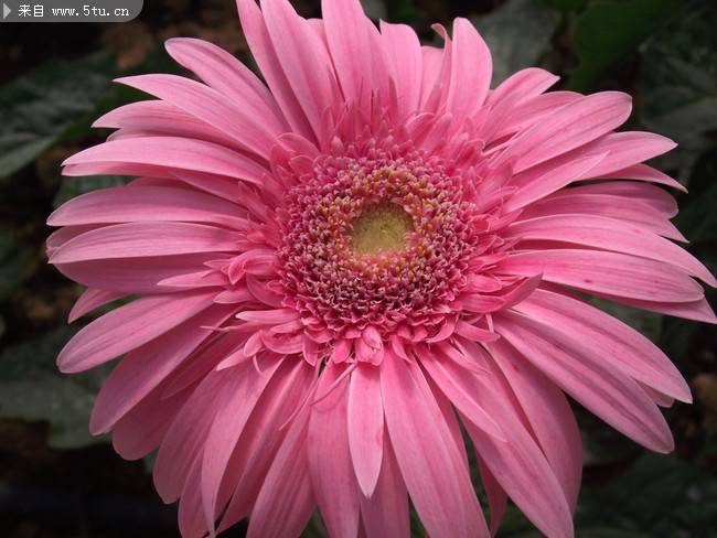 点击大图看下一张：花朵硕大的粉色非洲菊图片