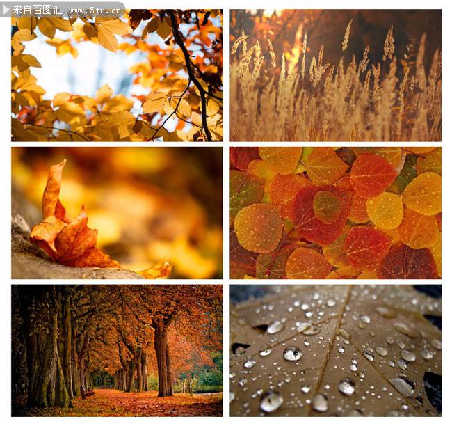 点击大图看下一张：秋日遍地似火的枫树林图片