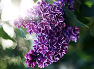 紫色的唯美浪漫花卉图片赏析