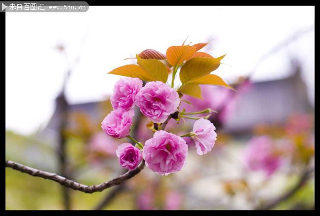 点击大图看下一张：好看唯美的樱花图片欣赏