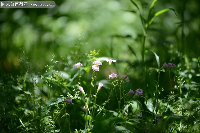 点击大图看下一张：春天的野花唯美图片