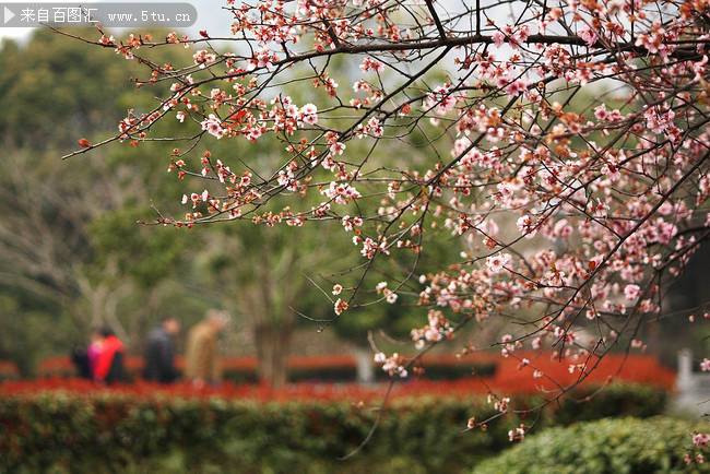 点击大图看下一张：春天樱花图片摄影