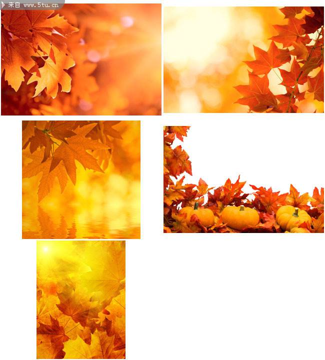 点击大图看下一张：秋天红枫叶图片美丽烂漫