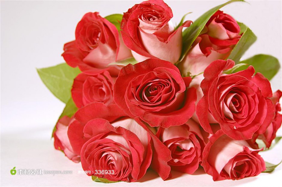 点击大图看下一张：素雅唯美的红玫瑰花束图片