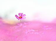 清新美丽的格桑花植物图片