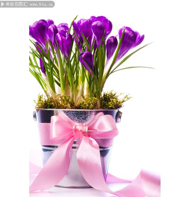 点击大图看下一张：紫色的鲜花盆栽图片