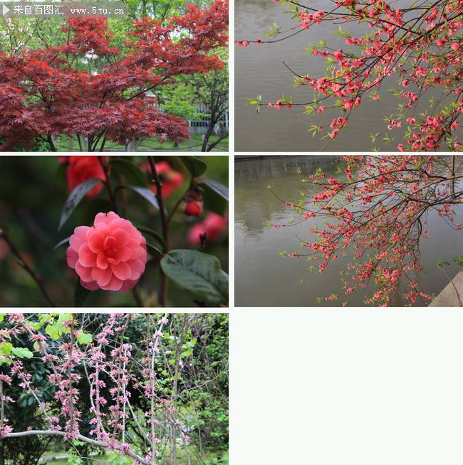 点击大图看下一张：早春娇媚迷人的红梅花图片
