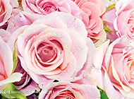 唯美粉色玫瑰高清图片素材