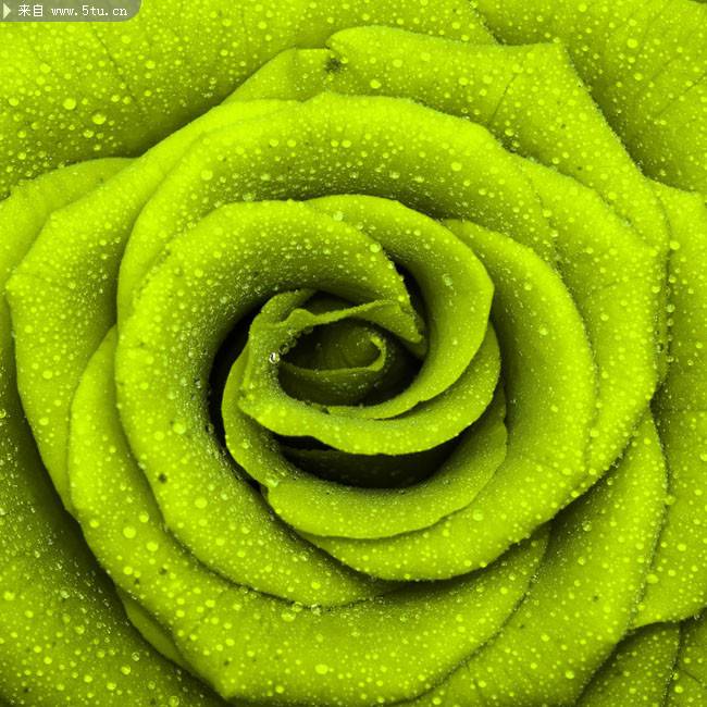 点击大图看下一张：绿色的玫瑰花瓣特写图片