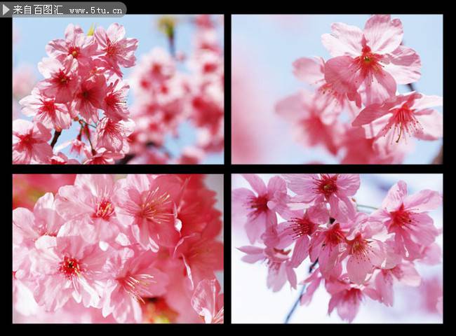 点击大图看下一张：樱花图片唯美春日背景素材