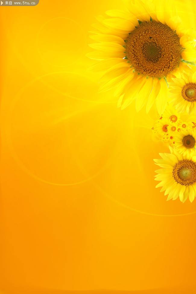 点击大图看下一张：唯美向日葵背景图片素材