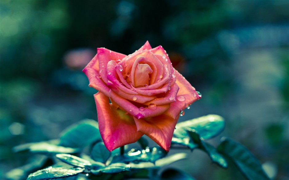 点击大图看下一张：雨过天晴后的玫瑰花摄影图片