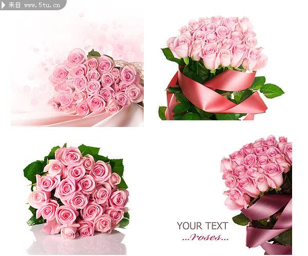 点击大图看下一张：粉色玫瑰花的图片高清特写