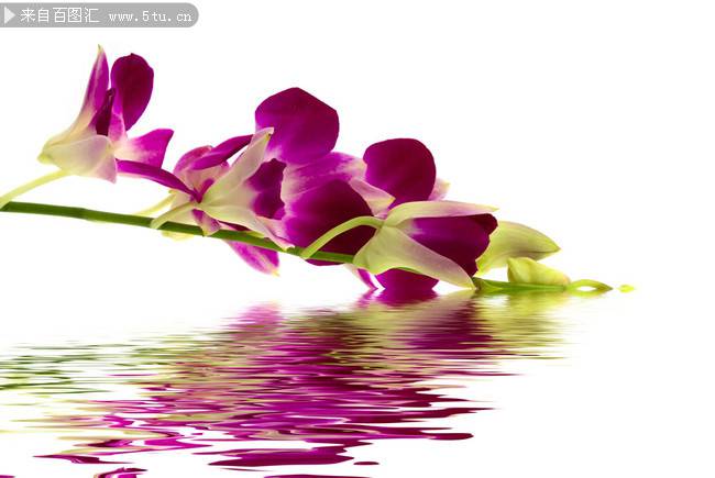 点击大图看下一张：低垂水面的紫色蝴蝶兰图片