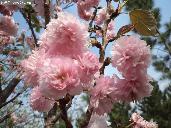 点击大图看下一张：极其美丽的樱花特写图片
