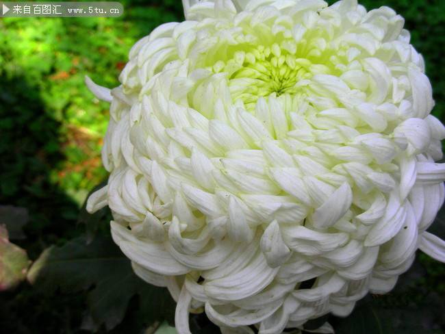 点击大图看下一张：白菊花图片气质优雅高贵