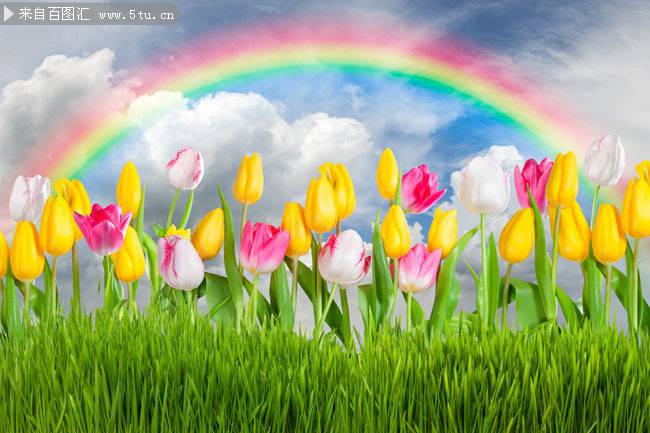 点击大图看下一张：雨后彩虹下的郁金香图片