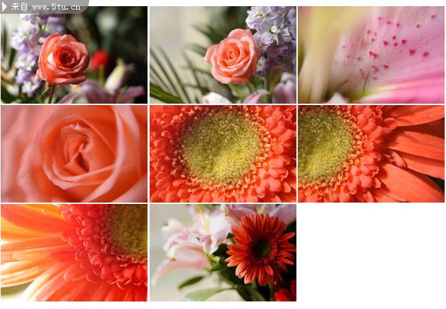 点击大图看下一张：唯美粉色菊花摄影图片赏析