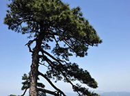 高山上的松树摄影图片