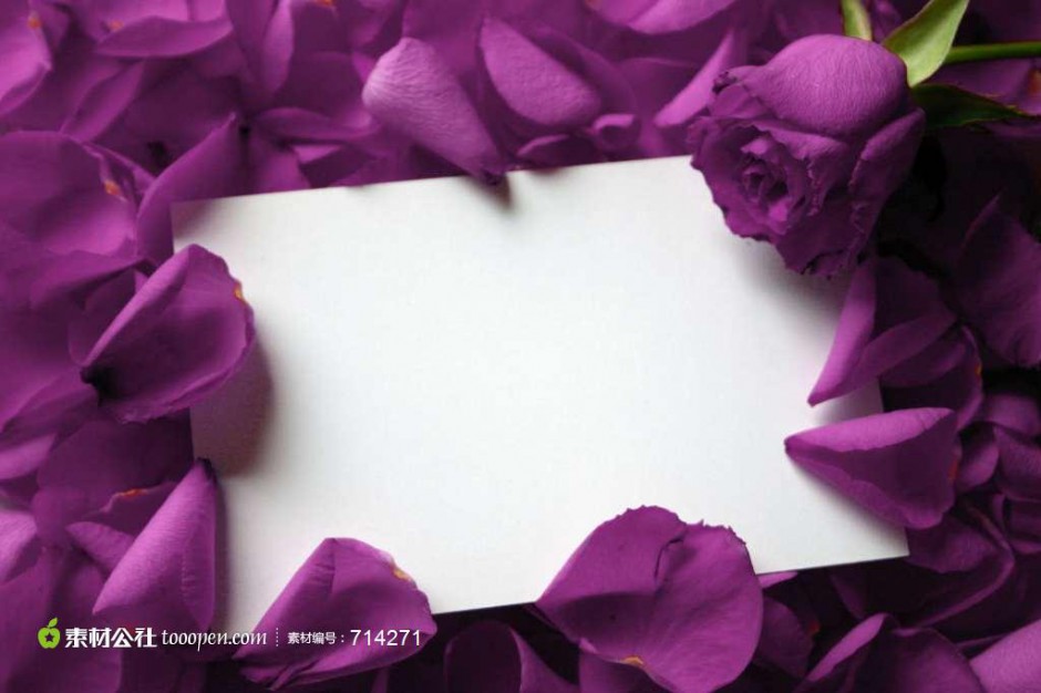 点击大图看下一张：散落的唯美紫色玫瑰图片