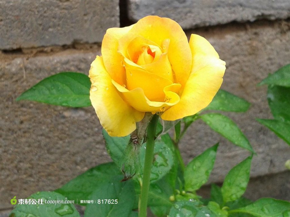 点击大图看下一张：唯美的雨后黄玫瑰高清图片赏析