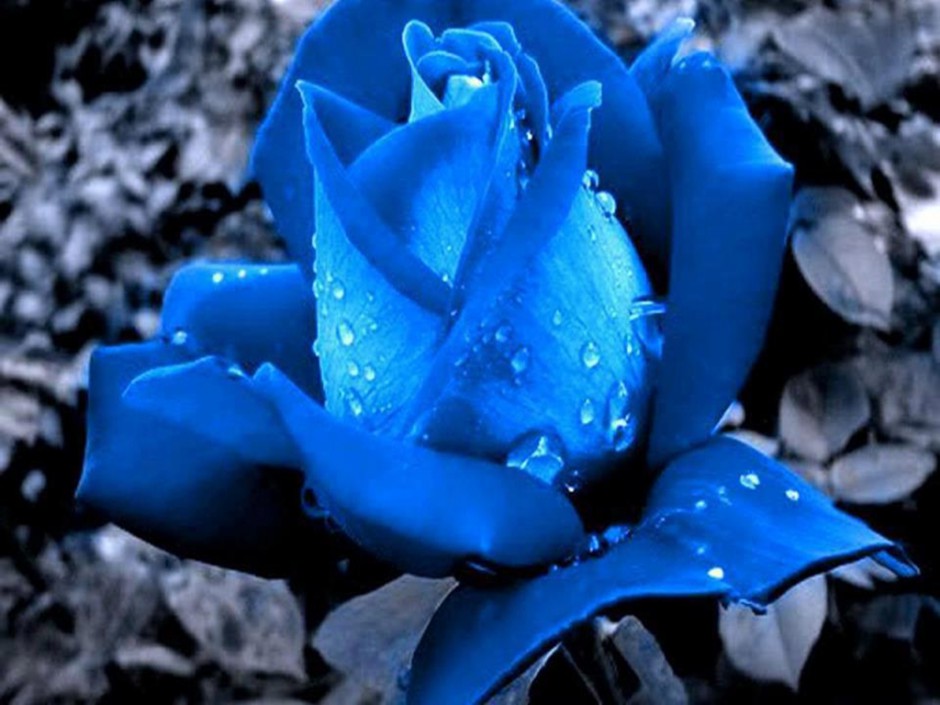 点击大图看下一张：楚楚动人的蓝色玫瑰图片下载