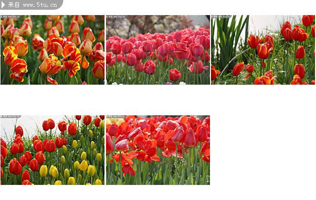 点击大图看下一张：初春公园郁金香花图片大全