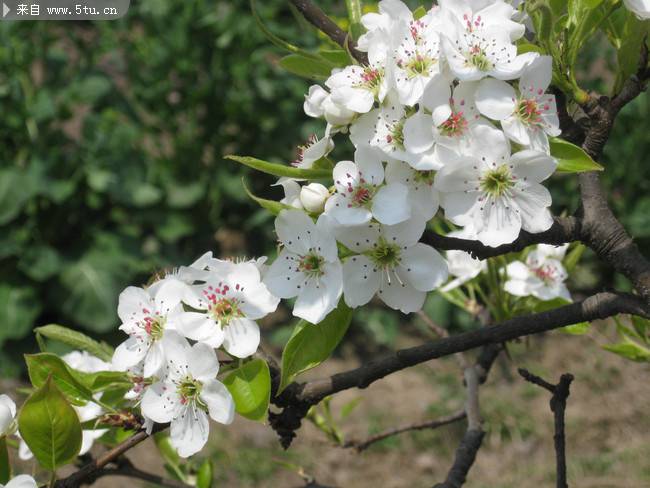 点击大图看下一张：白色梨花鲜花图片素材