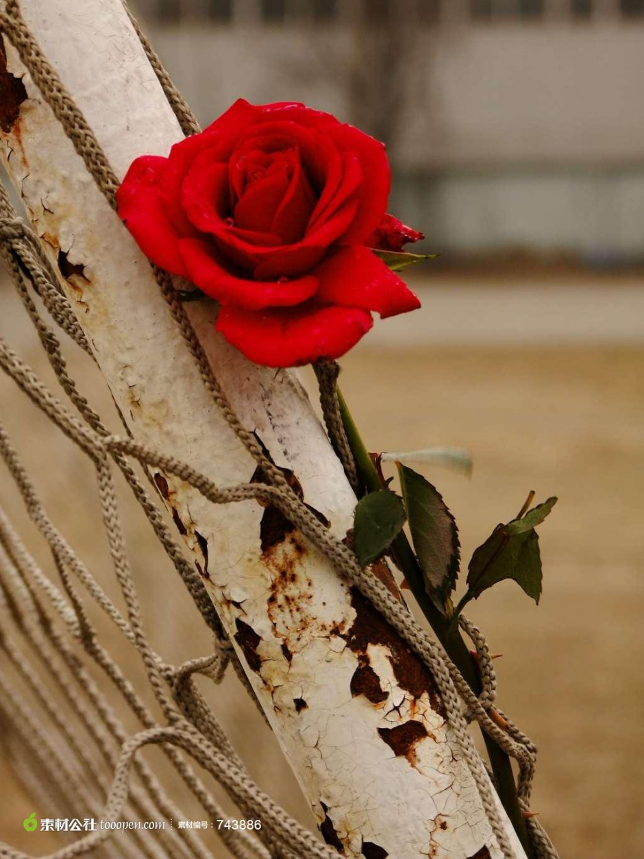 点击大图看下一张：性感浪漫的红玫瑰花图片