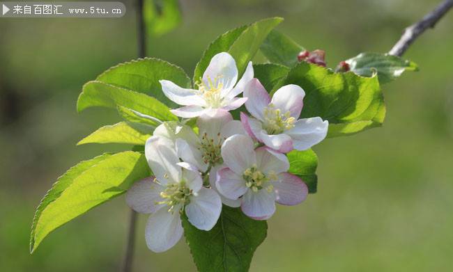 点击大图看下一张：春天桃花粉嫩盛放图片