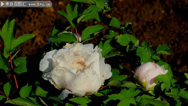 点击大图看下一张：雨后的白色牡丹花实拍图片