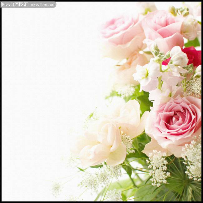 点击大图看下一张：眉目娇羞的粉玫瑰唯美图片