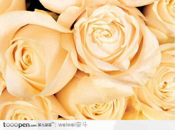 点击大图看下一张：黄色玫瑰花图片素材清新怡人
