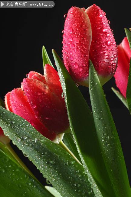点击大图看下一张：布满水珠的红色郁金香图片