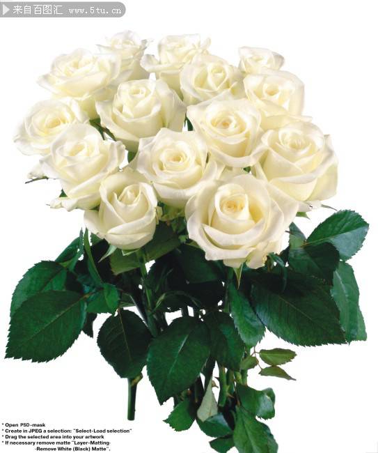 点击大图看下一张：白玫瑰花束高清唯美图片