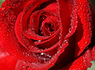 带水滴的红玫瑰唯美图片