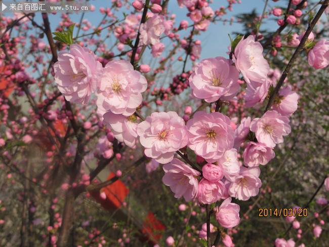 点击大图看下一张：春天盛开的桃花实拍图片