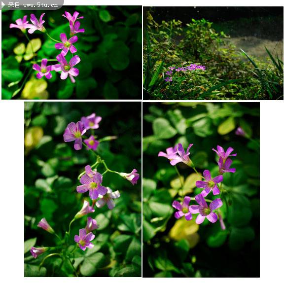 点击大图看下一张：大自然清新小野花摄影图片