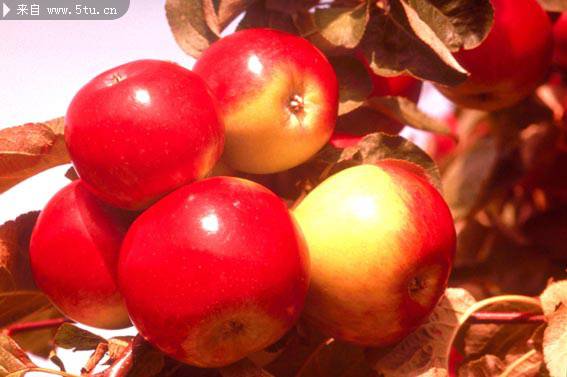 点击大图看下一张：色彩艳丽的红苹果图片