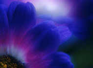 紫色的花背景图片素材