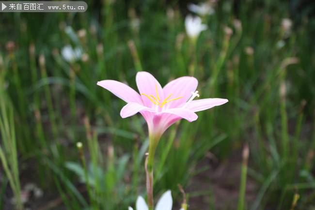 点击大图看下一张：一朵粉色野花高清图片