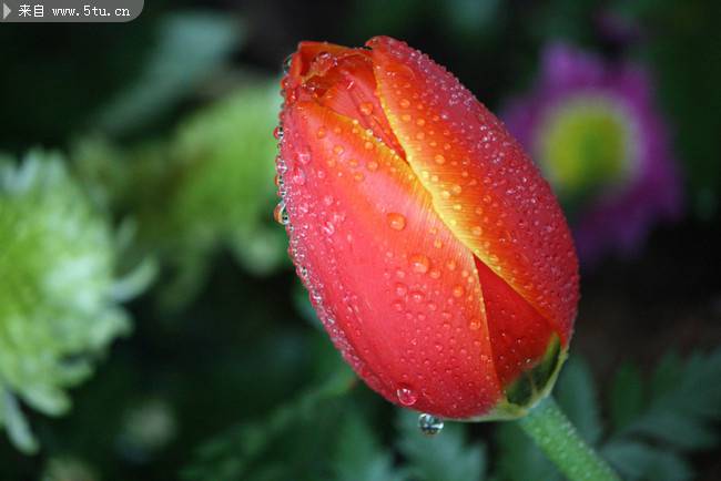 点击大图看下一张：唯美的郁金香花卉图片