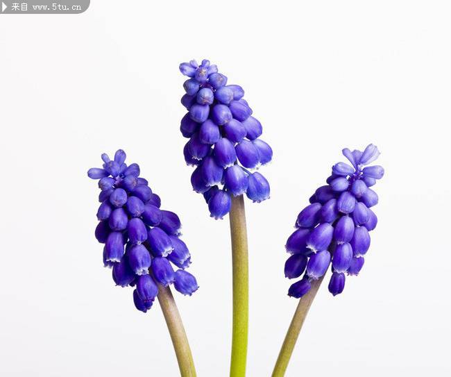 点击大图看下一张：蓝紫色唯美花朵图片素材