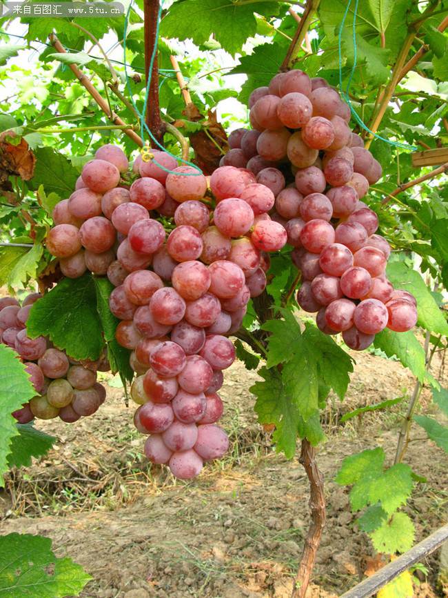 点击大图看下一张：丰收的红提葡萄高清影图片