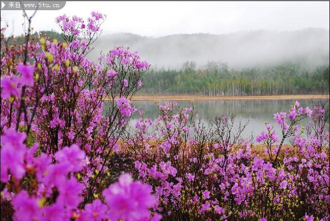 点击大图看下一张：河边的紫色野花摄影图片